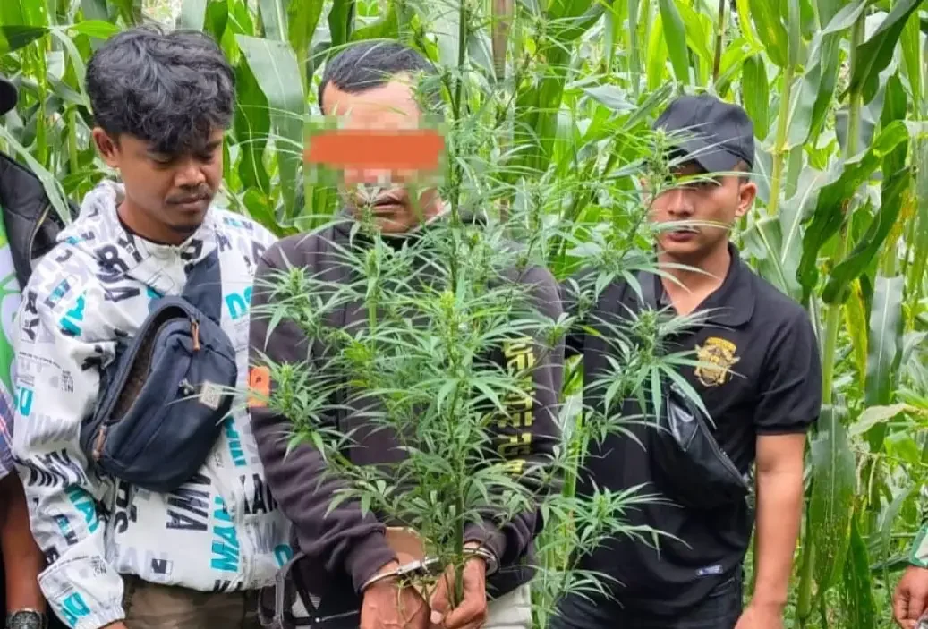 penangkapan ladang ganja di Dairi