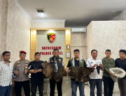 Kasat Reskrim Iptu Bontor Sitorus Bongkar Perdagangan Satwa Dilindungi di Tapsel