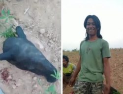 Tersesat di Jalinsum, Tapir Dilindungi Ini Berakhir Mati Disembelih Warga