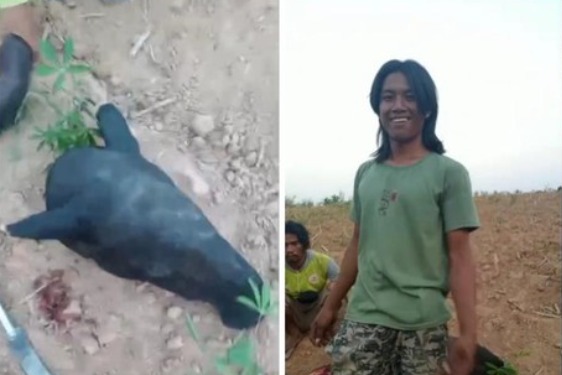 Tapir Dilindungi