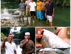 Heboh! Ribuan Ikan Mati Mendadak di Padangsidimpuan