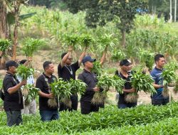 Kalapas Sidimpuan Bersama Warga Binaan Kompak Panen Raya Kangkung