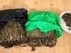 Wow!  3,4  Kilogram Ganja Tak Bertuan Ditemukan Tim Gabungan di Sidimpuan