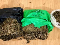 Wow!  3,4  Kilogram Ganja Tak Bertuan Ditemukan Tim Gabungan di Sidimpuan