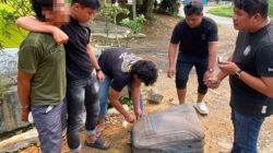 Bawa Koper Berisi 15 Kg Ganja, Pria Asal Madina Diciduk Polisi di Tapsel
