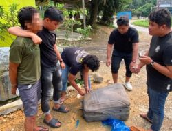 Bawa Koper Berisi 15 Kg Ganja, Pria Asal Madina Diciduk Polisi di Tapsel